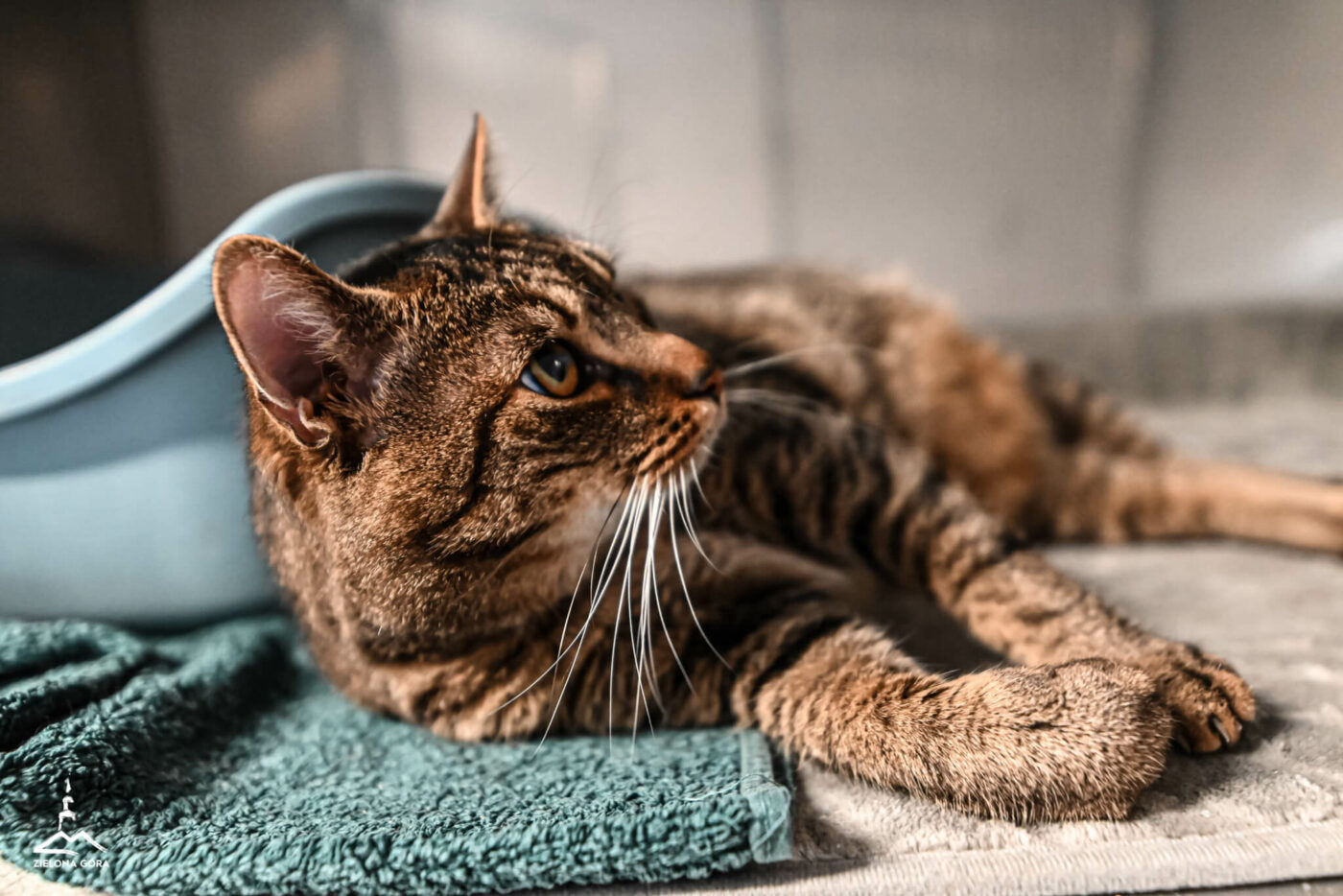 kociarnia Zielona Góra - schronisko Zielona Góra