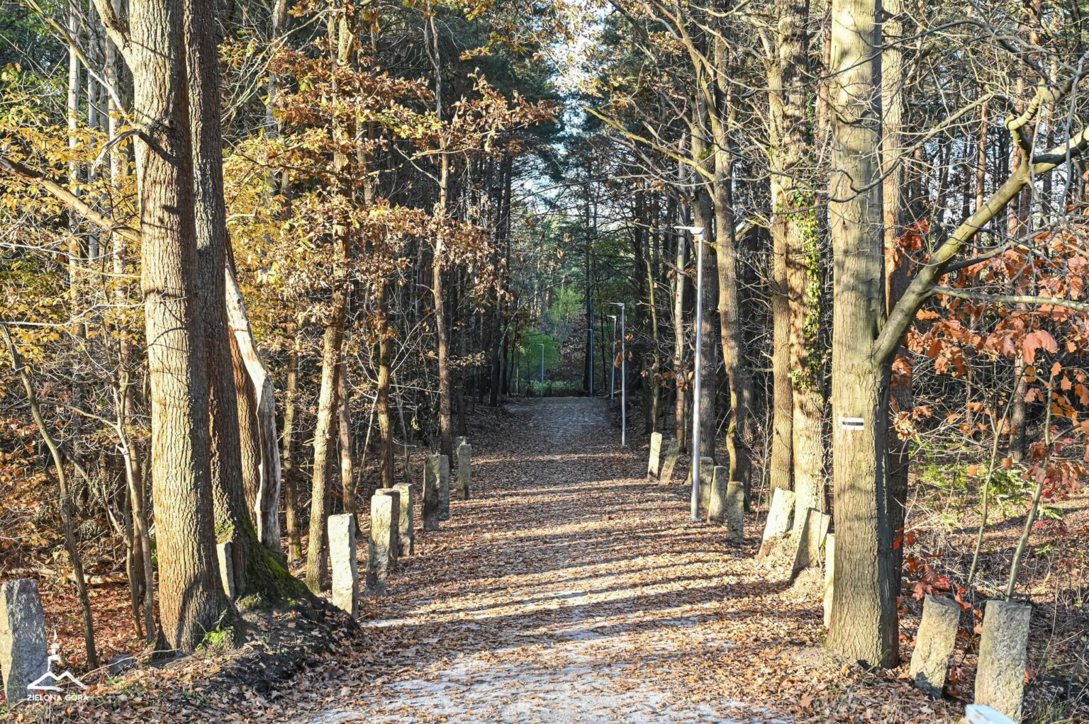 leśny deptak Zielona G&oacute;ra - spacer Zielona G&oacute;ra