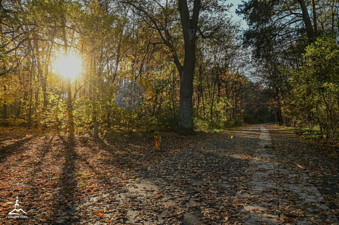 leśny deptak Zielona Góra - spacer Zielona Góra