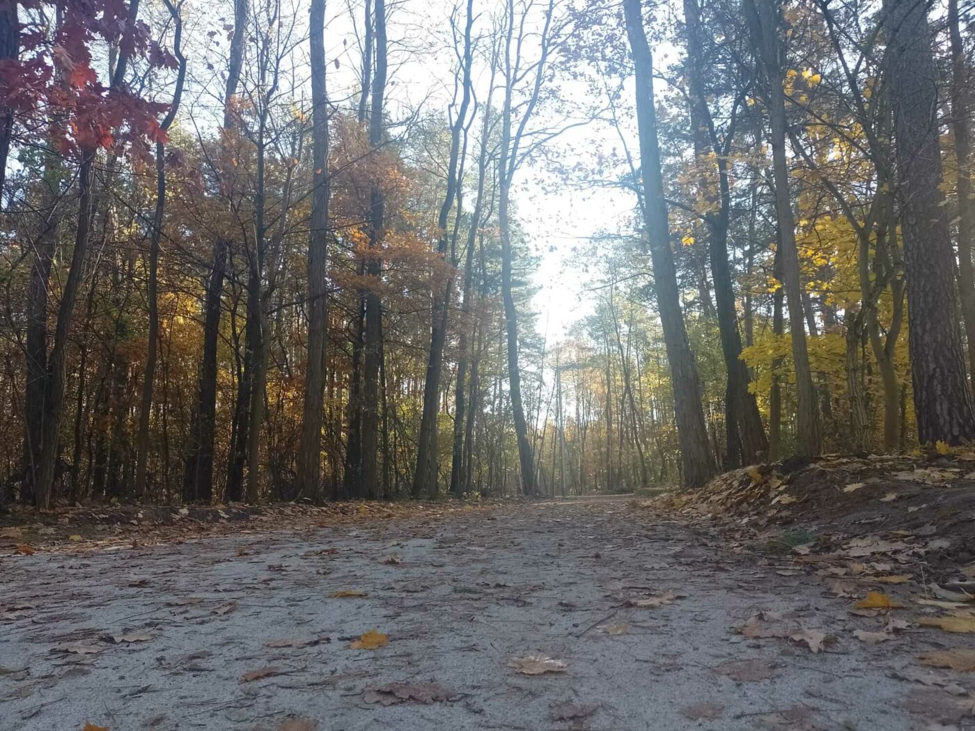 leśny deptak Zielona Góra - spacer Zielona Góra