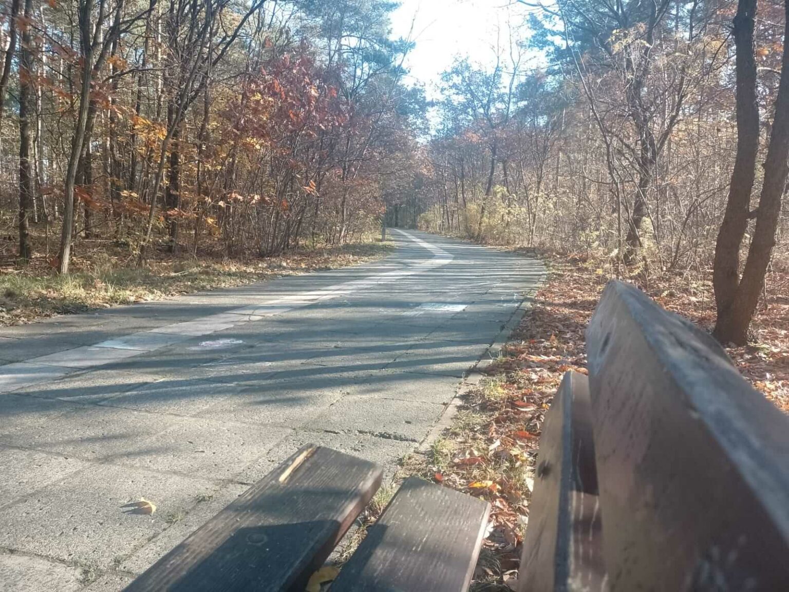 leśny deptak Zielona G&oacute;ra - spacer Zielona G&oacute;ra