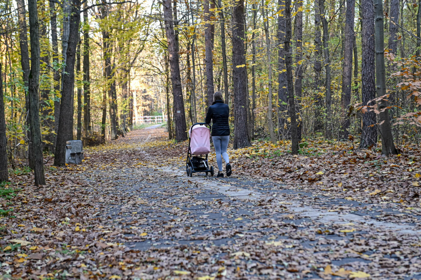 leśny deptak Zielona Góra - spacer Zielona Góra