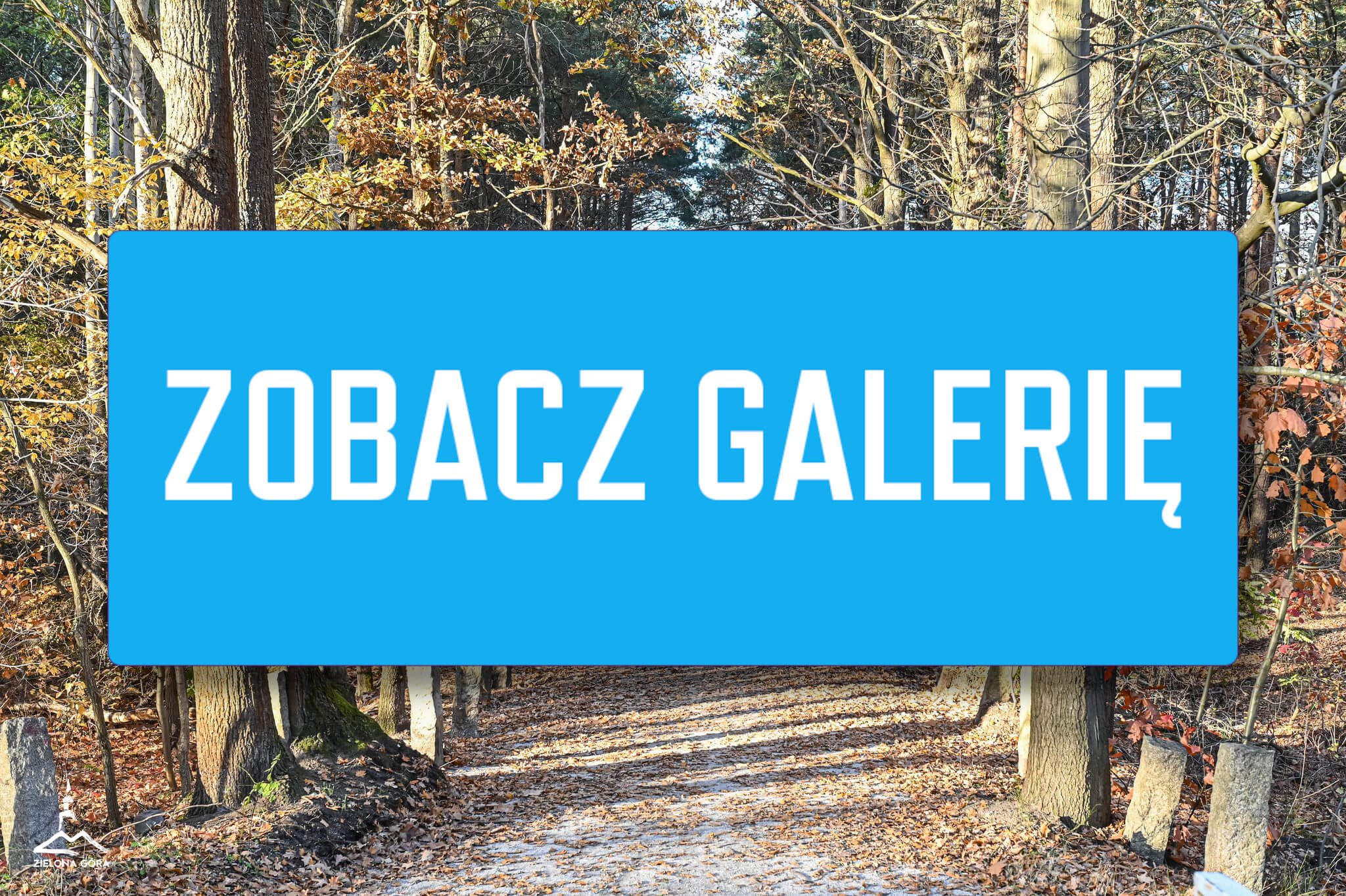 leśny deptak Zielona Góra - spacer Zielona Góra