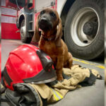 pies strażaków Straż pożarna Świebodzin - major posokowiec bawarski