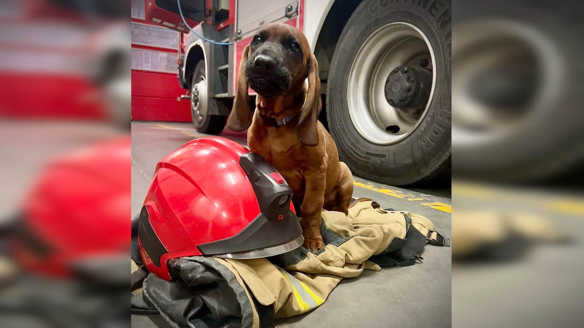 pies strażaków Straż pożarna Świebodzin - major posokowiec bawarski