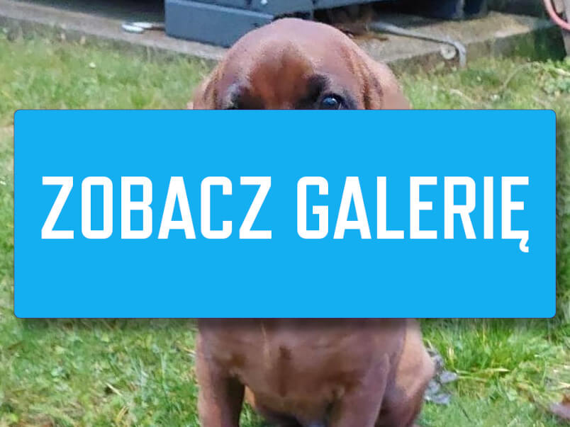 Strażacy ze Świebodzina mają nowego psa. Major zdobył serca całej załogi pies strażaków Straż pożarna Świebodzin - major posokowiec bawarski