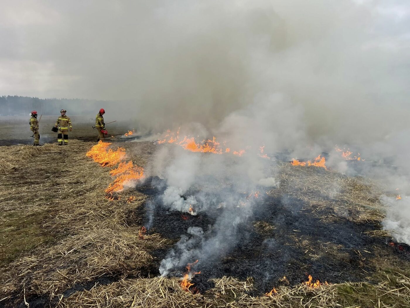 Ćwiczenia strażaków - pożary traw i lasów. Straż pożarna Lubuskie