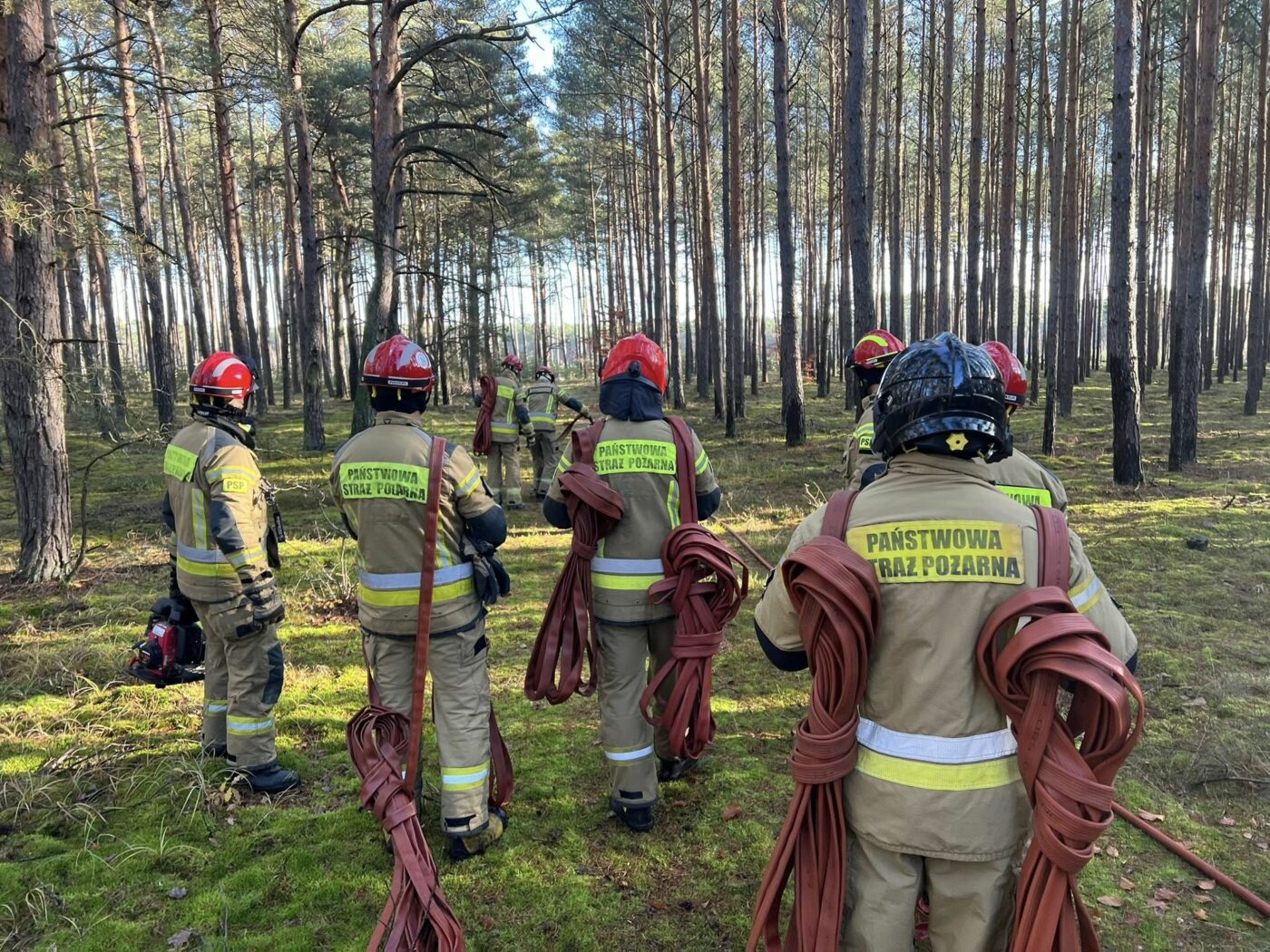 Ćwiczenia strażaków - pożary traw i lasów. Straż pożarna Lubuskie