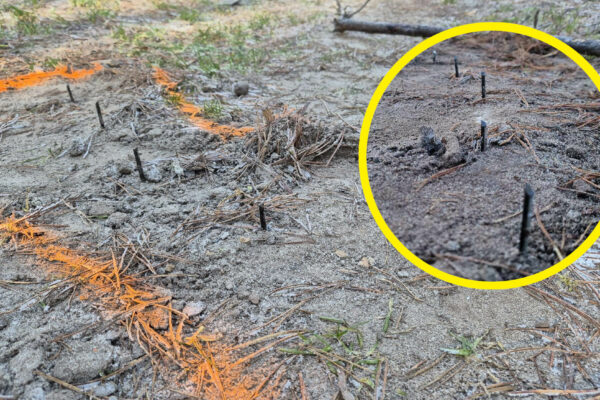 pułapka w lesie Przewóz - Straż Leśna Wymiarki