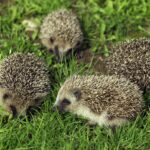 Jeż w ogrodzie – naturalne środowisko i kryjówki dla jeży