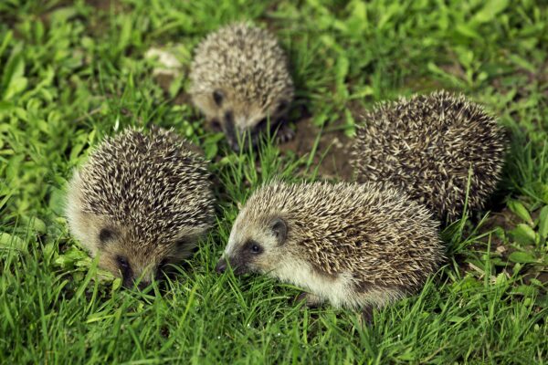 Jeż w ogrodzie – naturalne środowisko i kryjówki dla jeży