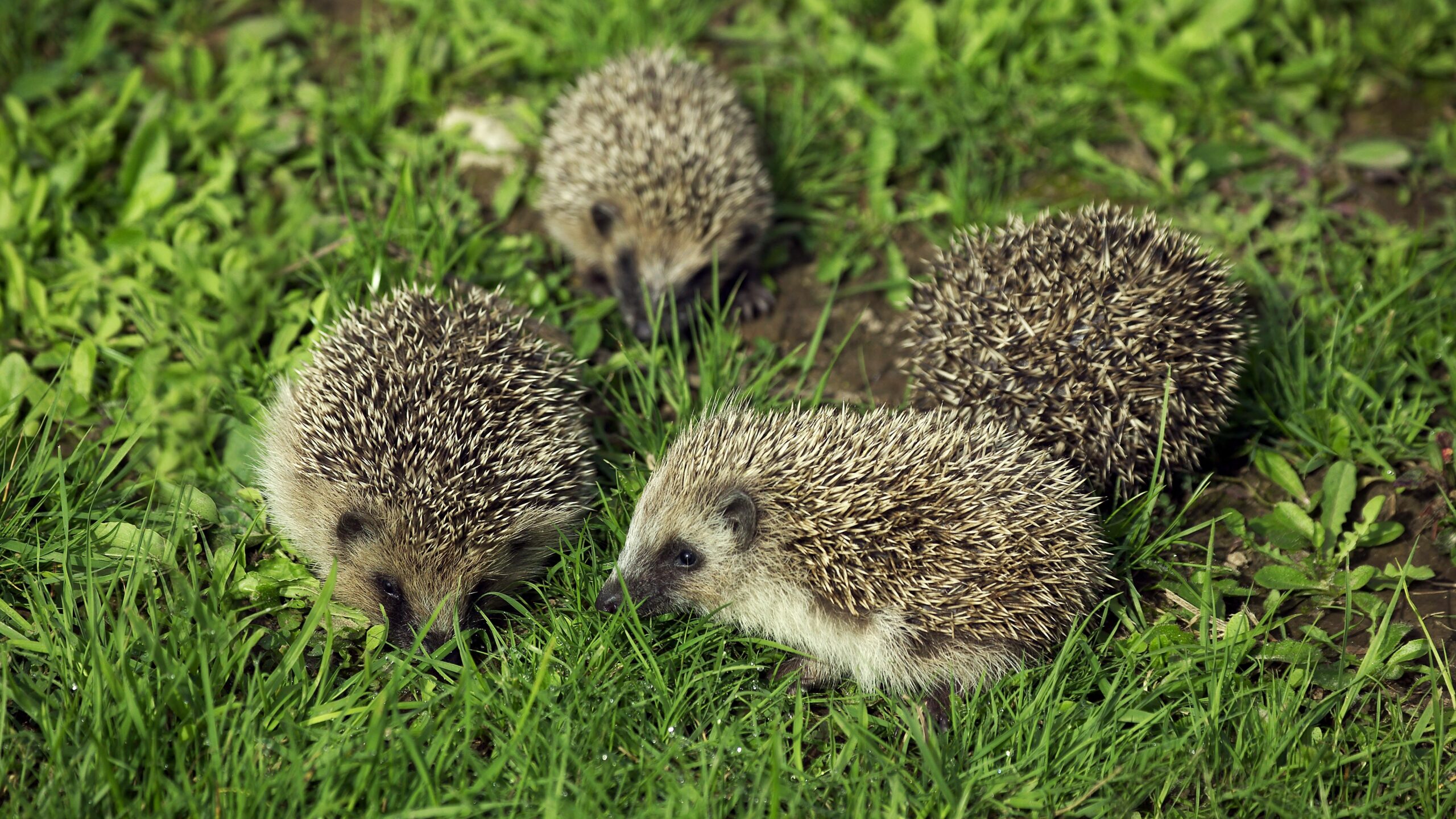Jeż w ogrodzie – naturalne środowisko i kryjówki dla jeży