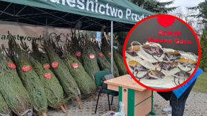 choinka za oddanie krwi - oddawanie krwi Zielona Góra