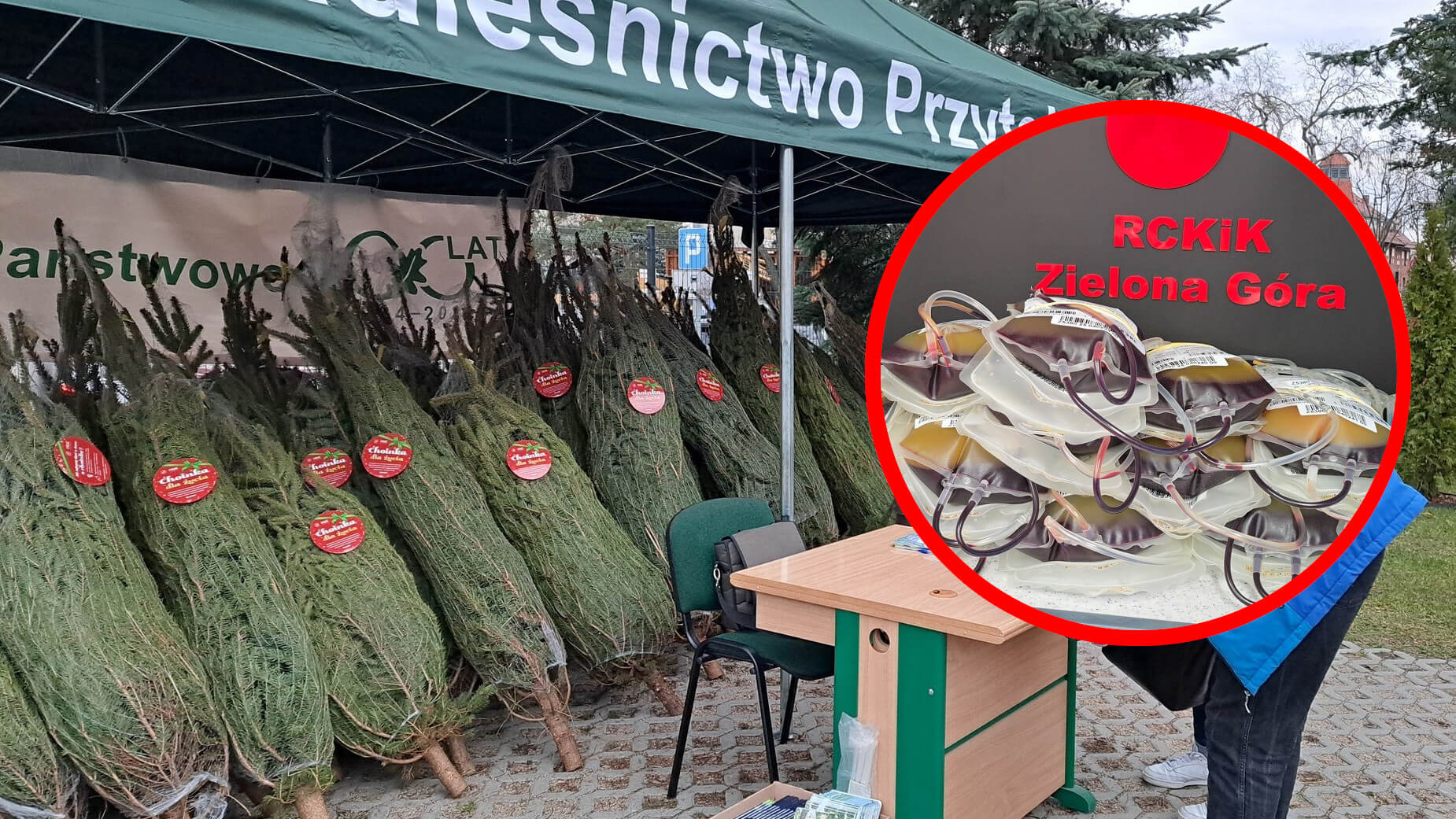 choinka za oddanie krwi - oddawanie krwi Zielona Góra