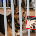 schronisko Zielona Góra - Miska pełna dobra