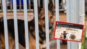 schronisko Zielona Góra - Miska pełna dobra