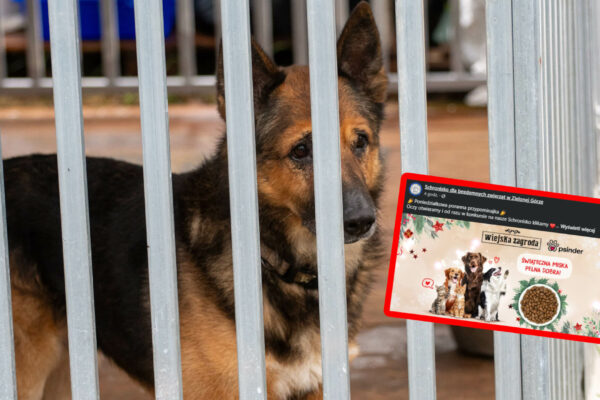 schronisko Zielona Góra - Miska pełna dobra