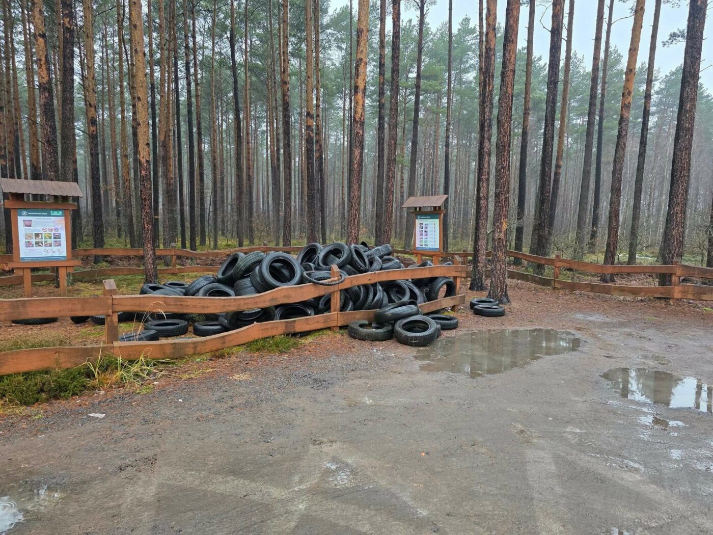 porzucone opony w lesie - Nadleśnictwo Żagań