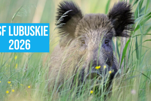 ASF Lubuskie - martwe dziki Lubuskie