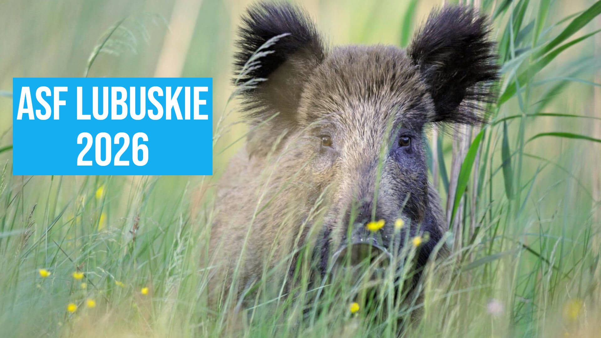 ASF Lubuskie - martwe dziki Lubuskie