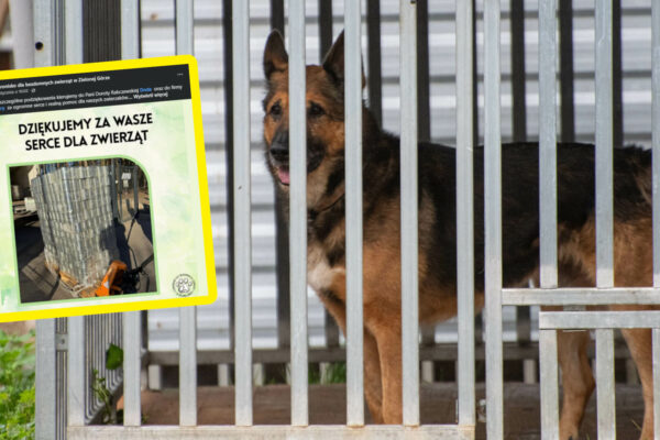Doda schronisko Zielona Góra - pomoc dla zwierząt