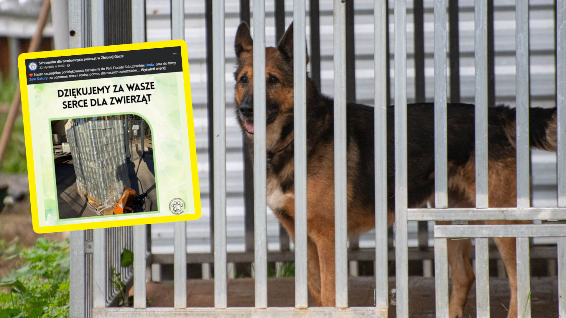 Doda schronisko Zielona Góra - pomoc dla zwierząt