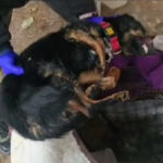 pies zamarzł Lubsko - znęcanie się nad zwierzętami