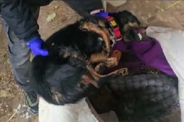 pies zamarzł Lubsko - znęcanie się nad zwierzętami