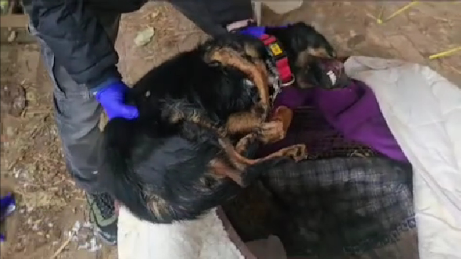 pies zamarzł Lubsko - znęcanie się nad zwierzętami