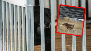 Urzędnicy spod Zielonej Góry ruszyli na posesje. Sprawdzają warunki zwierząt