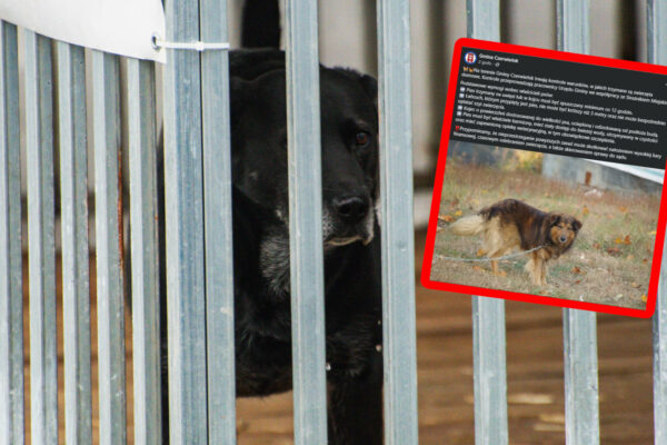 kontrole zwierząt gmina Czerwieńsk Zielona Góra