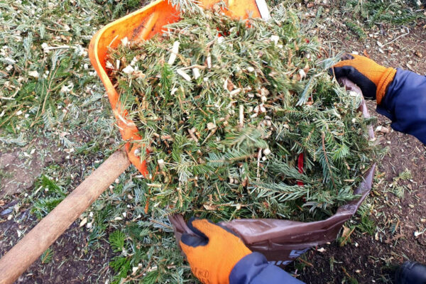 darmowe zrębki Zielona Góra - ZGK Zielona Góra