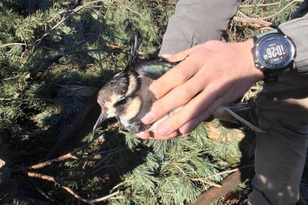 ranna czajka Zielona Góra - akcja leśników Zielona Góra