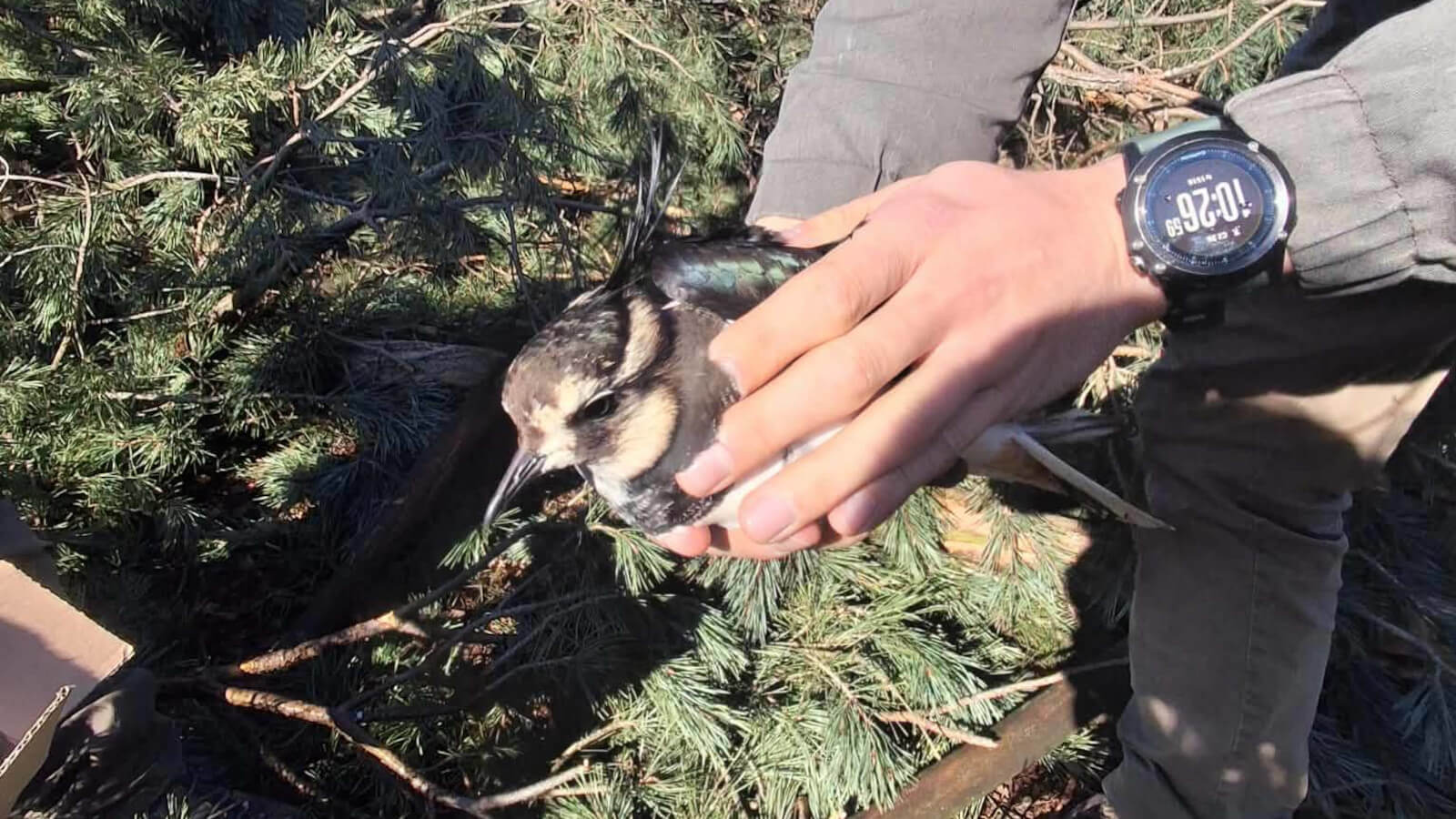 ranna czajka Zielona Góra - akcja leśników Zielona Góra