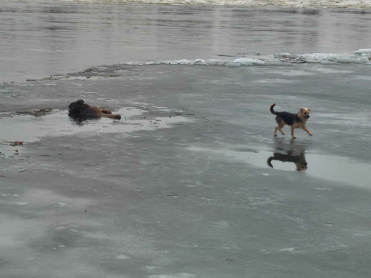 pies w Odrze - akcja strażak&oacute;w Kostrzyn nad Odrą