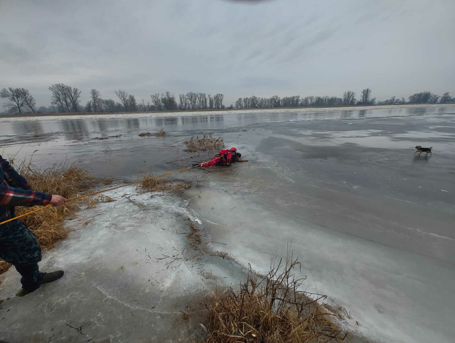 pies w Odrze - akcja strażak&oacute;w Kostrzyn nad Odrą