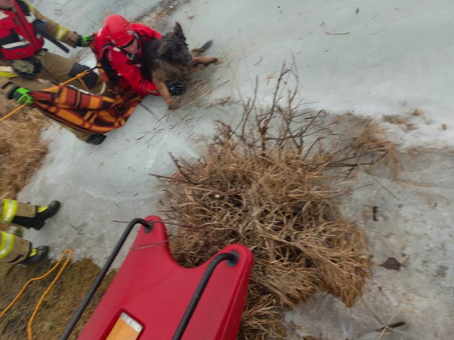 pies w Odrze - akcja strażak&oacute;w Kostrzyn nad Odrą