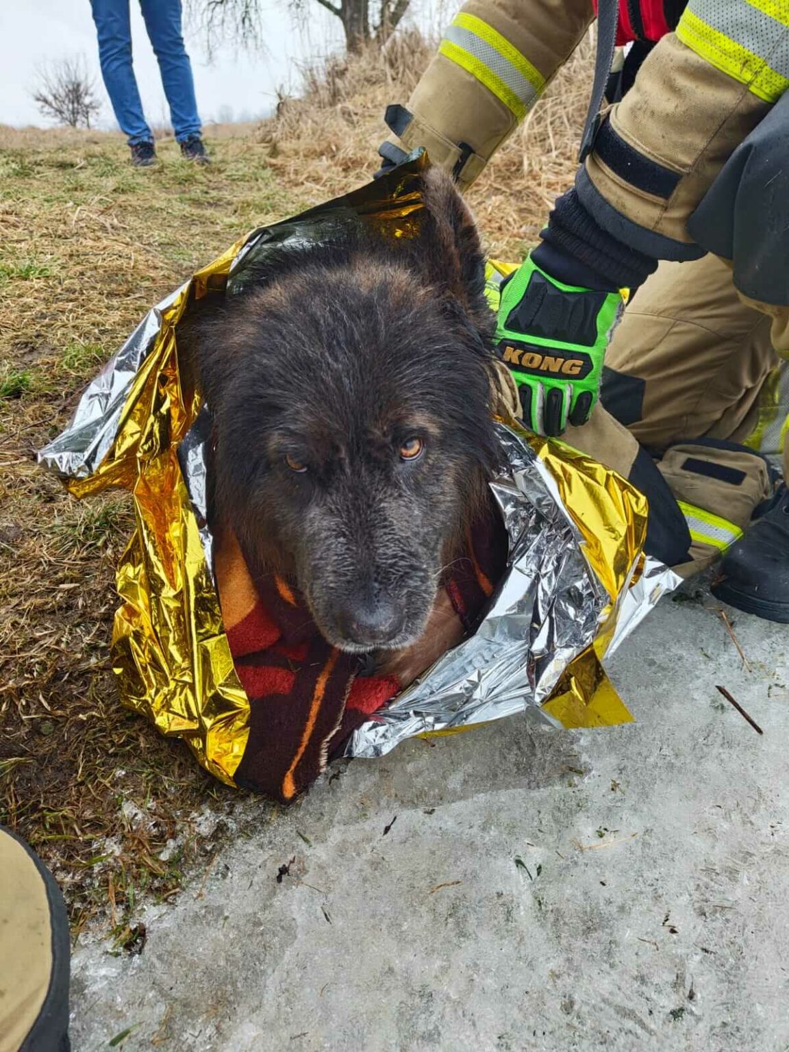 pies w Odrze - akcja strażak&oacute;w Kostrzyn nad Odrą