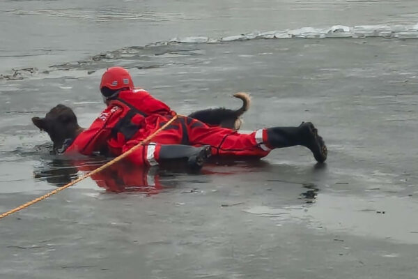 pies w Odrze - akcja strażaków Kostrzyn nad Odrą