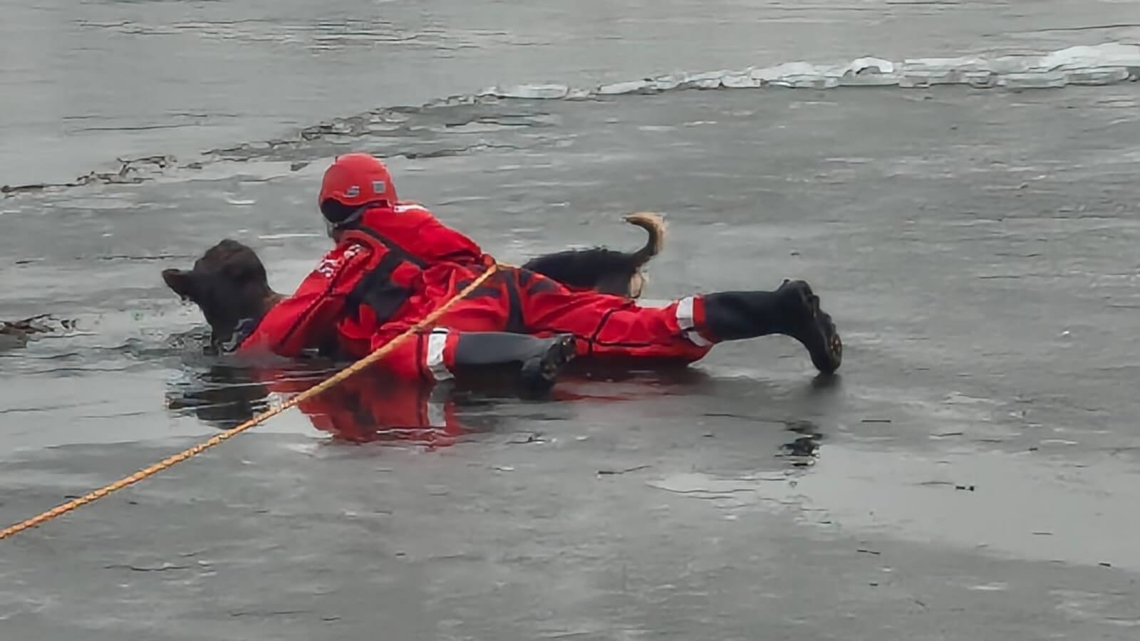 pies w Odrze - akcja strażaków Kostrzyn nad Odrą