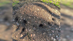 dziury w mrowiskach - dzięcioł zielony