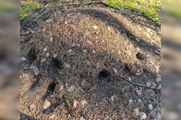 dziury w mrowiskach - dzięcioł zielony