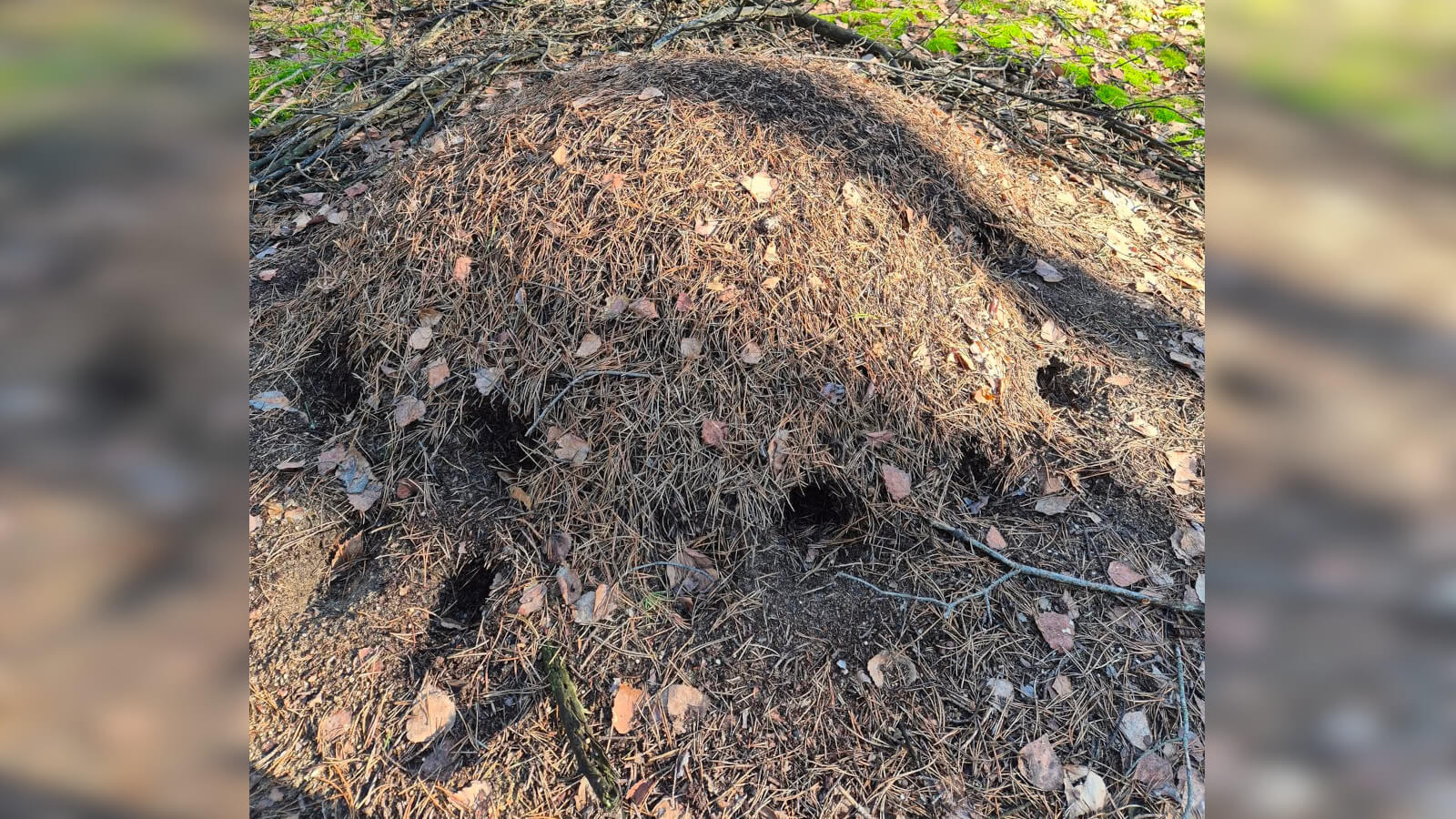 dziury w mrowiskach - dzięcioł zielony