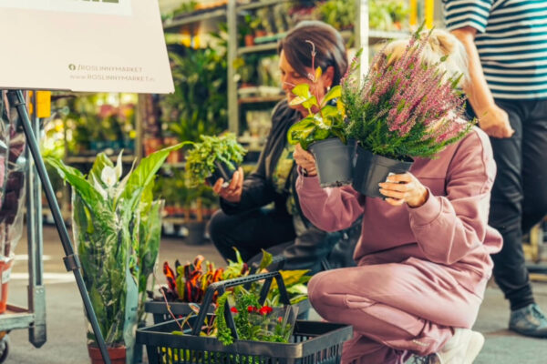 Festiwal Roślin Zielona Góra - tanie rośliny