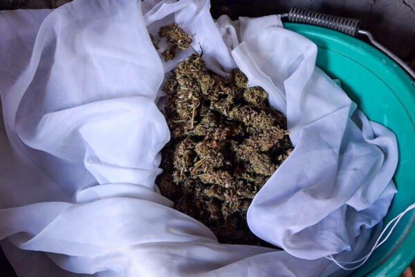 policja Cybinka narkotyki - zatrzymany poszukiwany