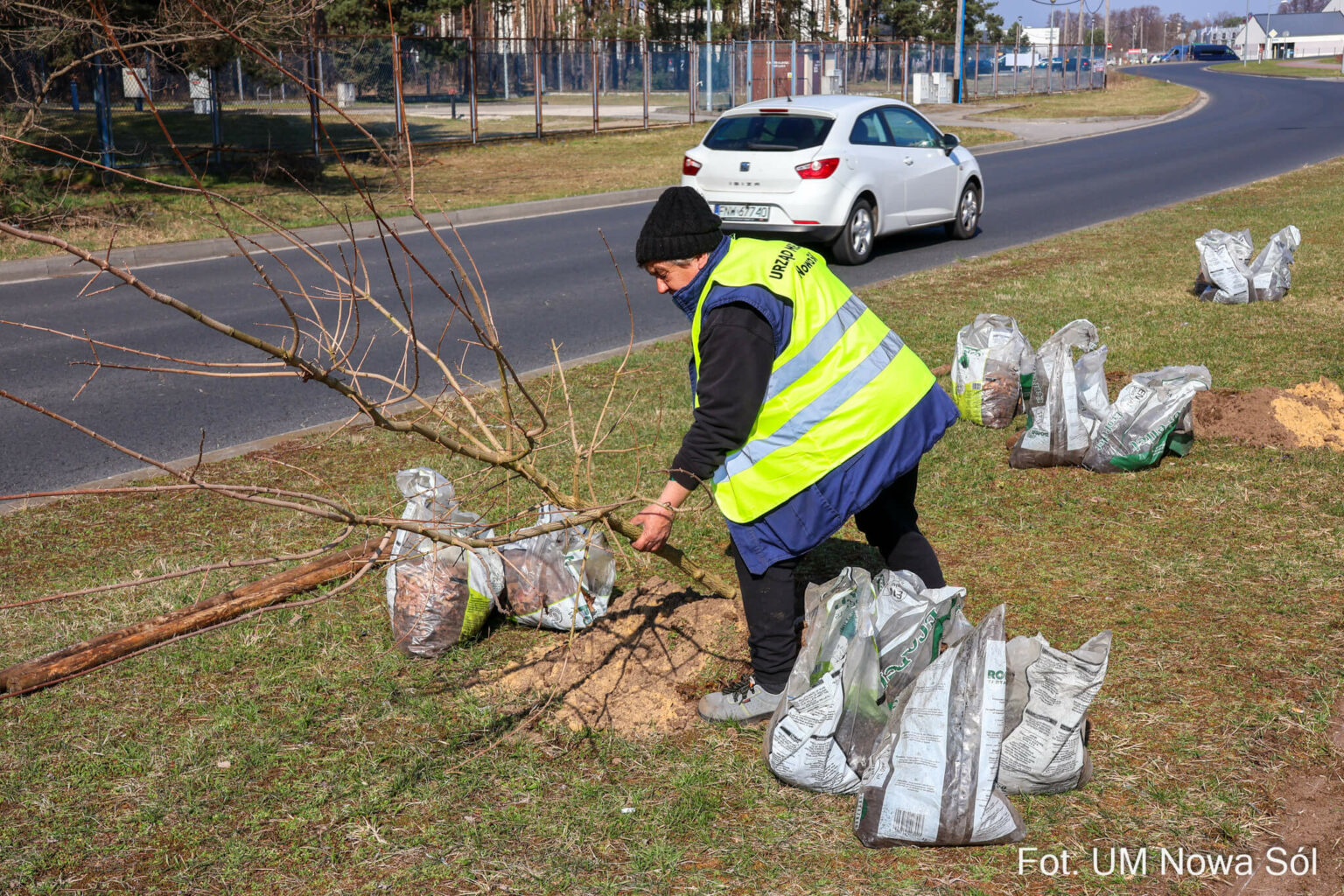 sadzenie drzew Nowa S&oacute;l - zieleń w mieście