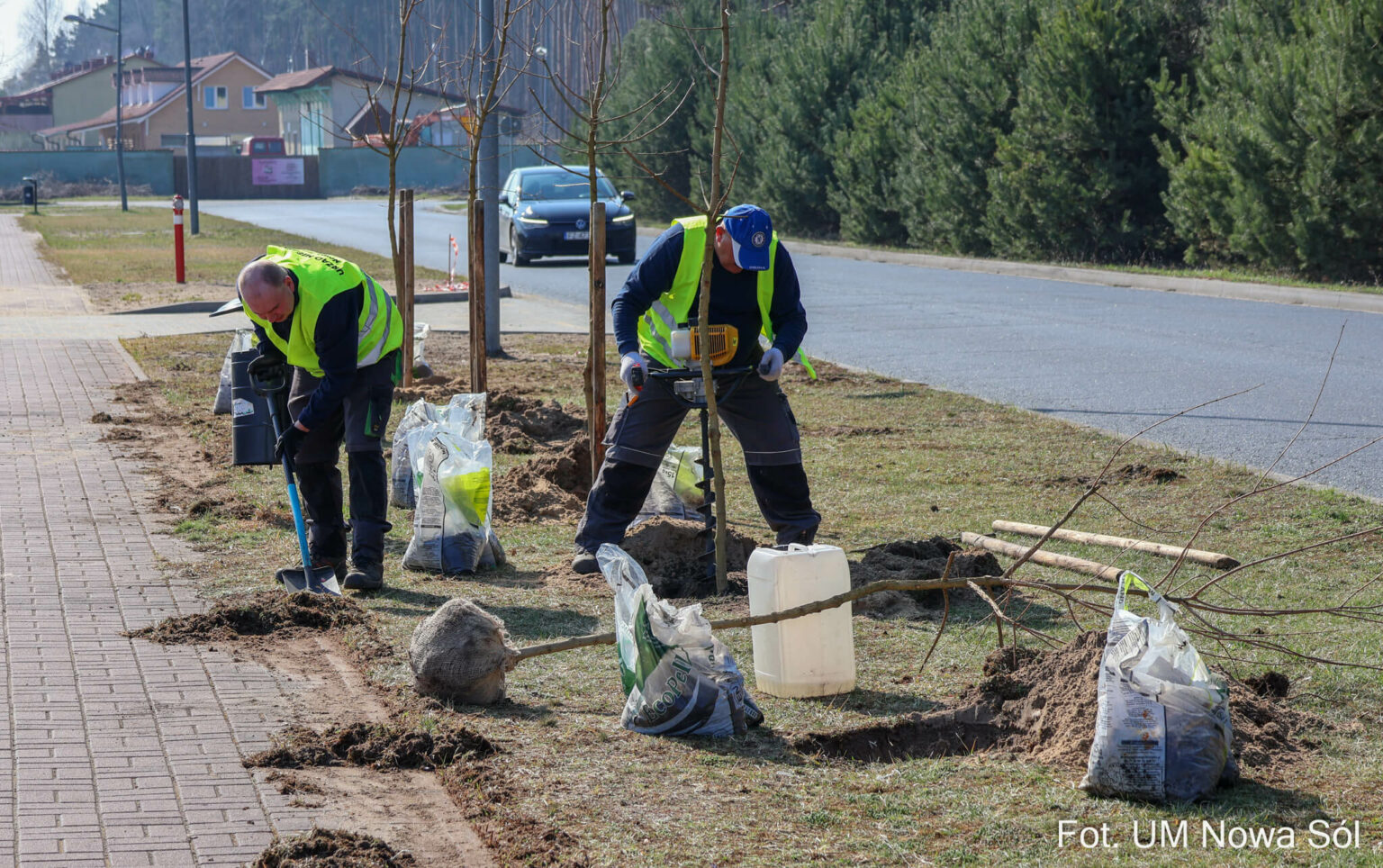 sadzenie drzew Nowa S&oacute;l - zieleń w mieście