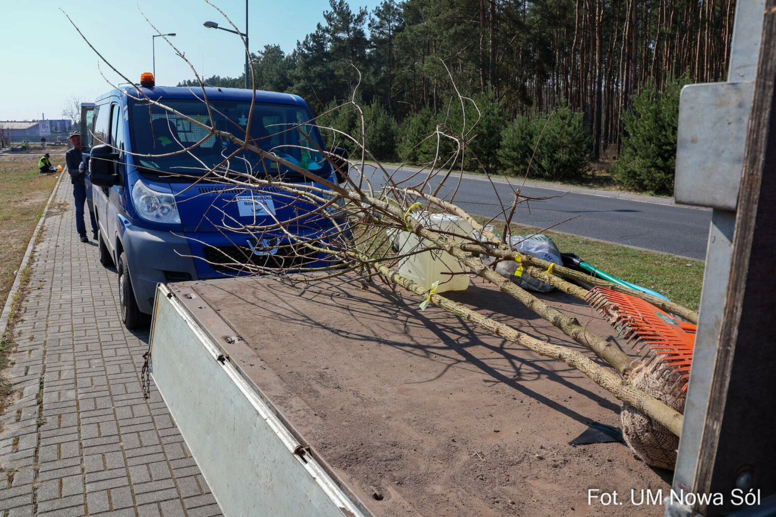 sadzenie drzew Nowa S&oacute;l - zieleń w mieście