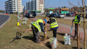 sadzenie drzew Nowa Sól - zieleń w mieście