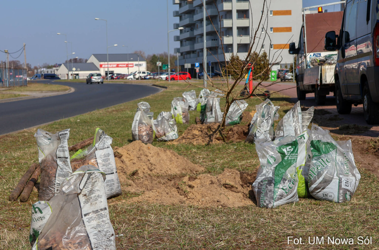 sadzenie drzew Nowa S&oacute;l - zieleń w mieście